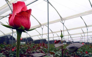 red rose at a farm