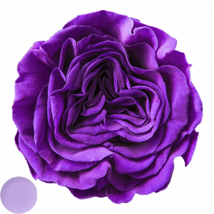 Romantic Lilac