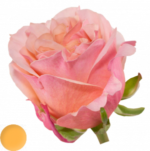 Mayra´s Rose ® Peach