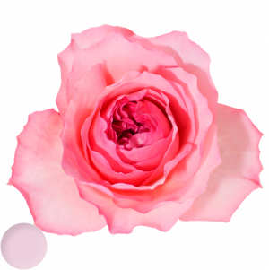 Mayra´s Rose ® Pink