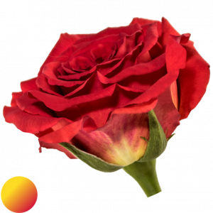 Mayra´s rose® flame