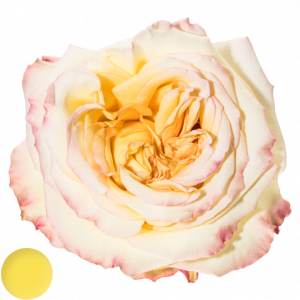 Mayra´s Rose® Yellow
