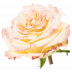 Mayra´s Rose® Yellow